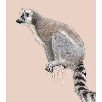 Kort Lemur