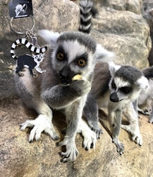 Skansen-Akvariet Nyckelring Lemur