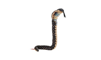 Coilkins Kobra