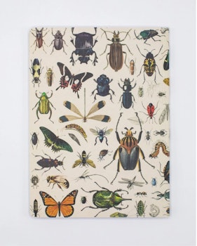 Anteckningsbok Insekter