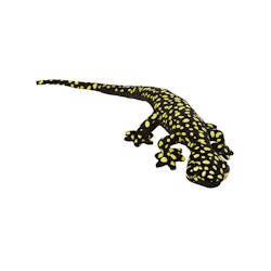 Funkyland Ocellated Velvet Gecko