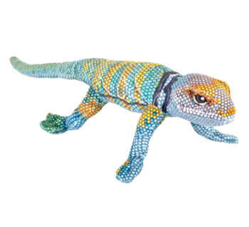 Coilkins Collared Lizard