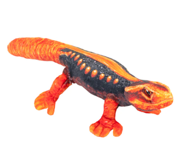 Coilkins Himalayan Newt