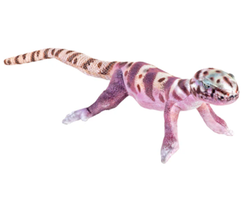 Coilkins Banded Gecko