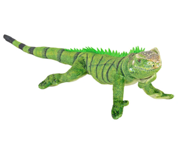 Coilkins Leguan