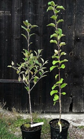 Cideräpple 'Muscadet de Dieppe'