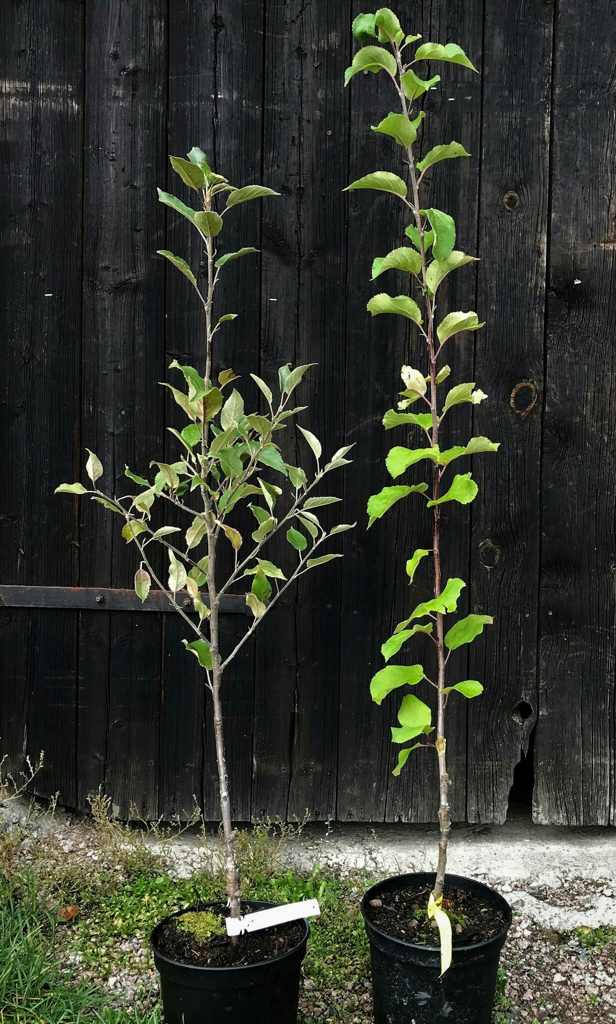 Äpple 'Queen Cox' (röd mutant av 'Cox Orange')