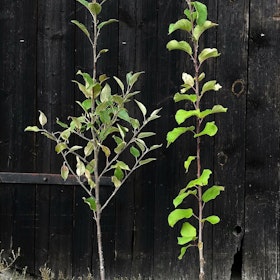 Äpple 'Malmbergs Gylling'