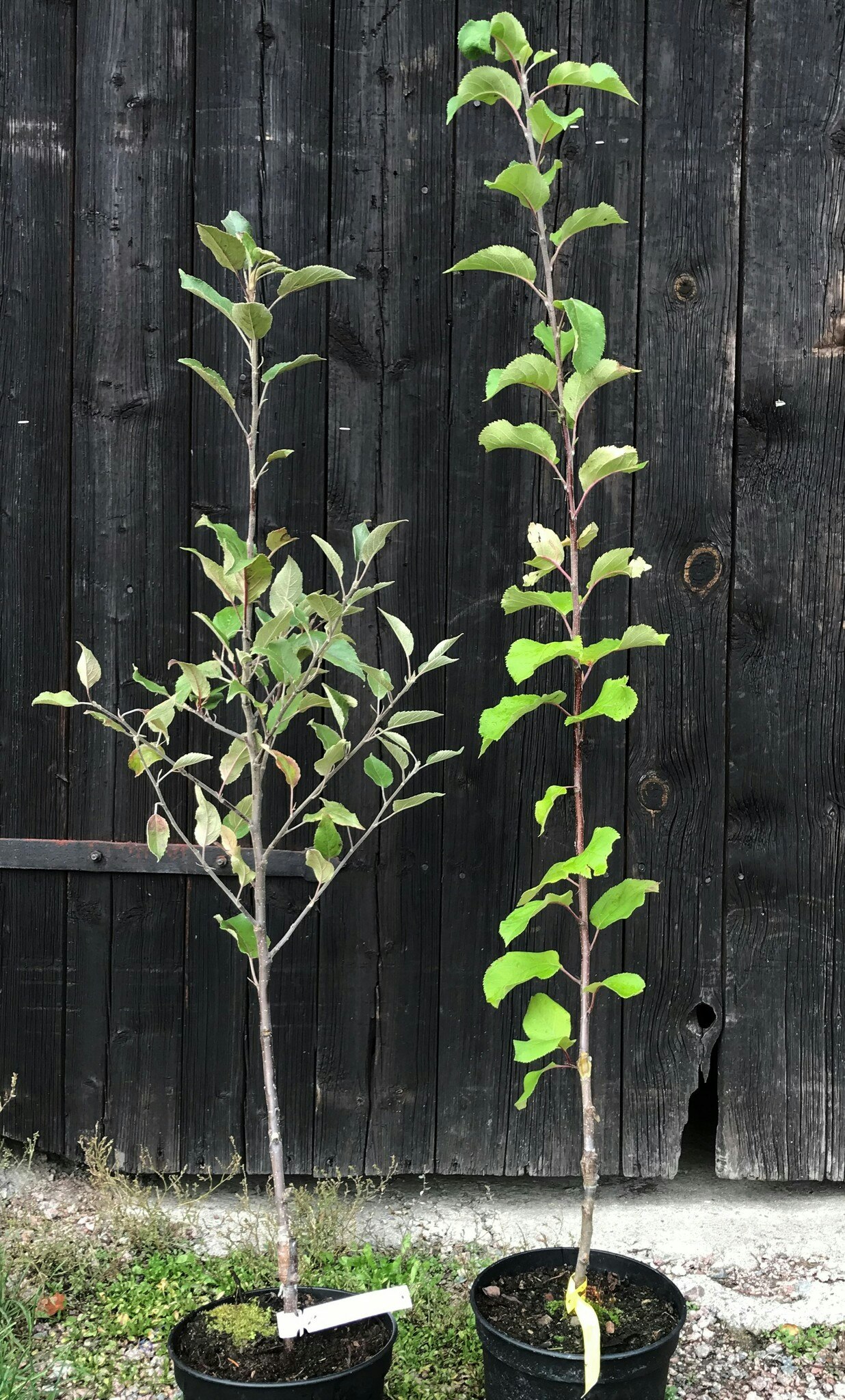 Ettårigt fruktträd. Spöplanta.