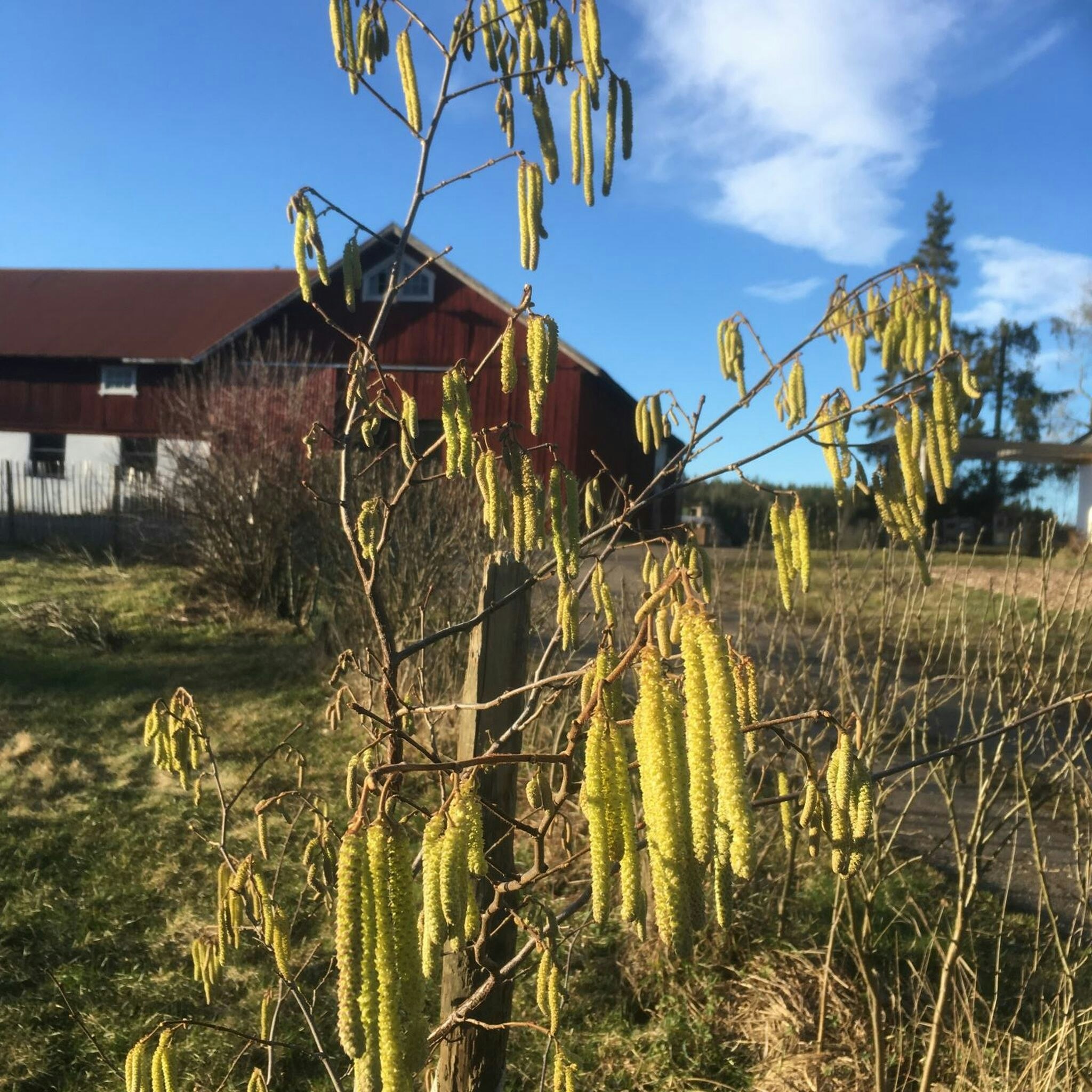 Storfruktig hassel 'EMOA 1'