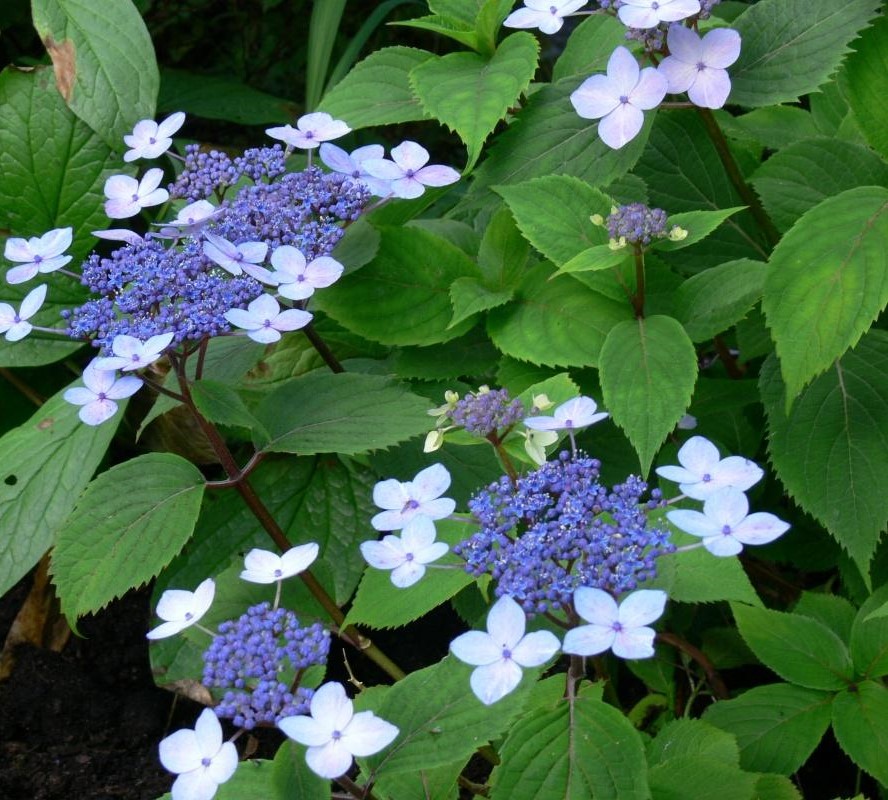 Vackra blåa blommor i sur-neutral jord