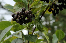 Slånaronia 'Nero'