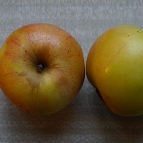 Äpple 'Gravensteiner'