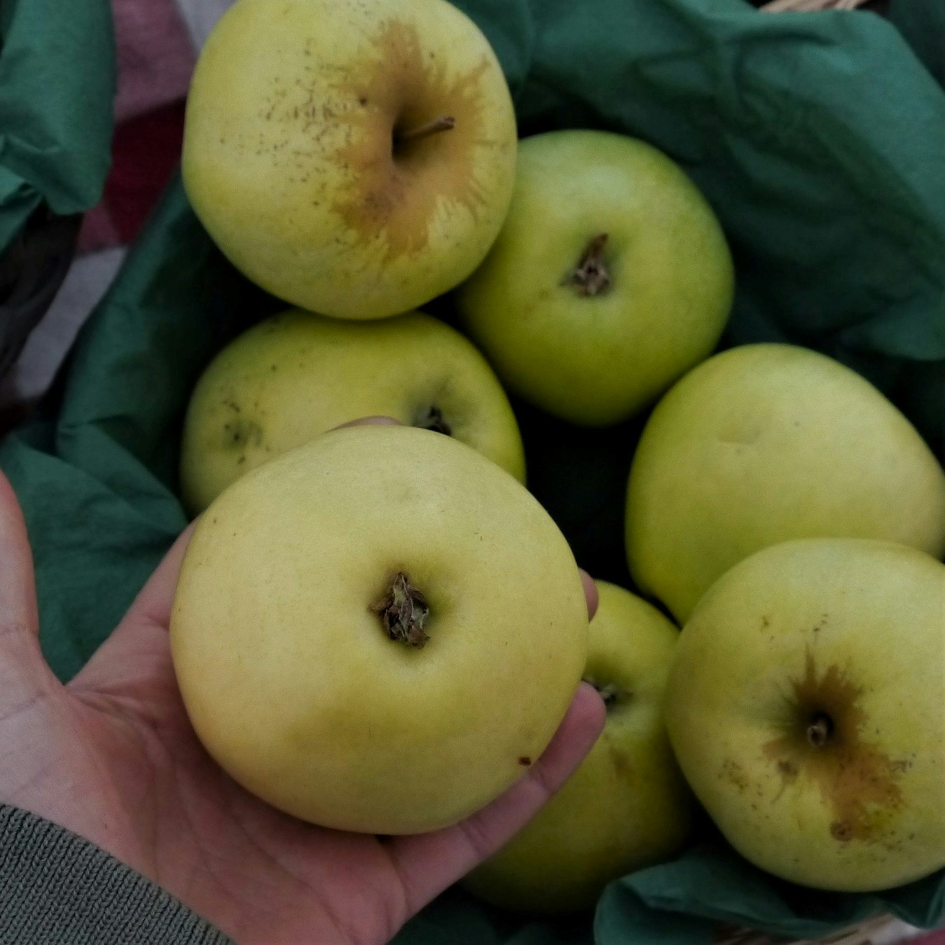 Äpple 'Gul Richard'