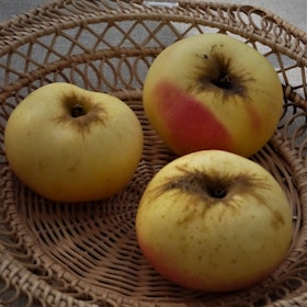 Äpple 'Noors Glasäpple'