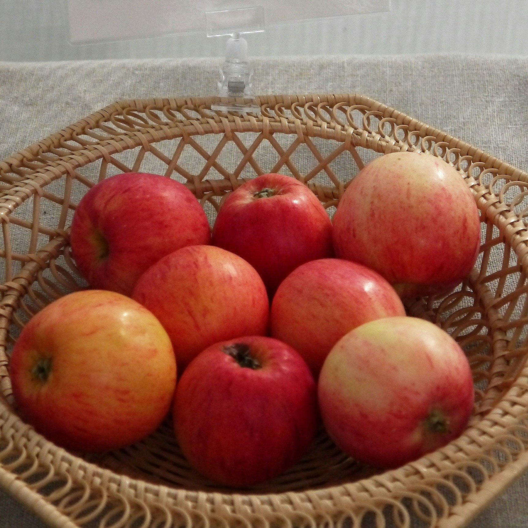 Äpple 'Maglemer'