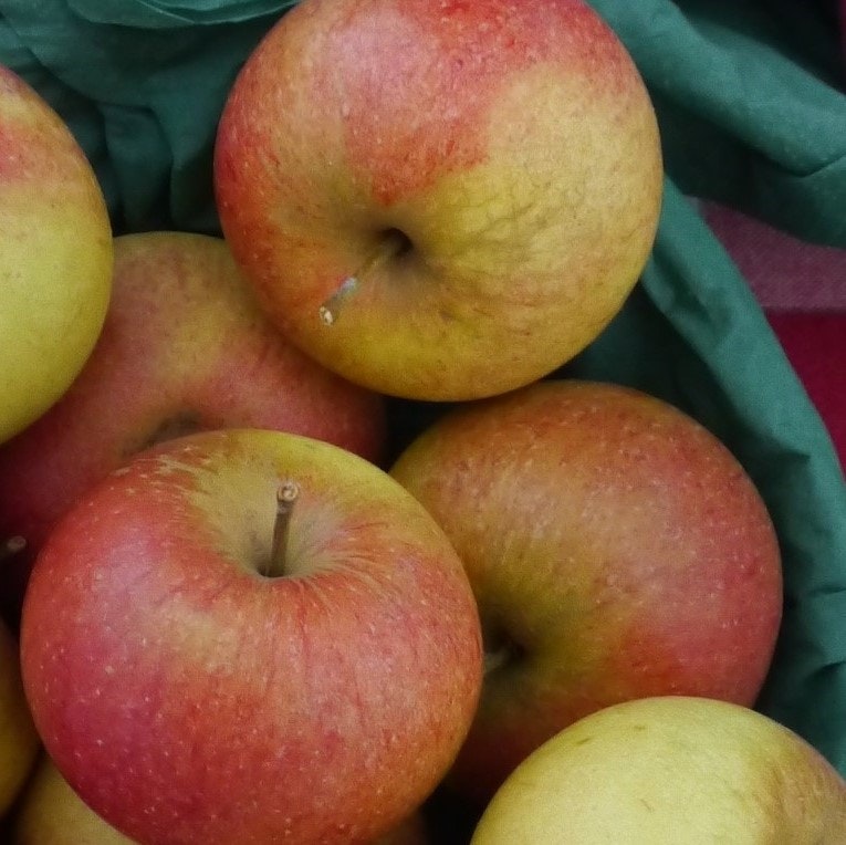 Äpple 'Queen Cox' (röd mutant av 'Cox Orange')