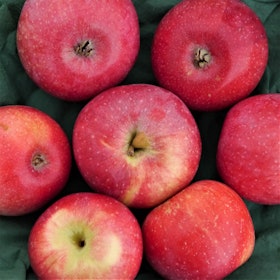 Äpple 'Amorosa' ('Röd Aroma')