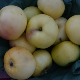 Äpple 'Oranie' Dalslands landskapsäpple