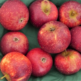 Äpple 'Ingrid Marie'