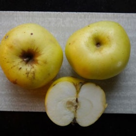 Äpple 'Stenkyrke'