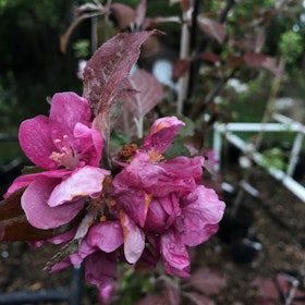 Äpple 'Veiniöun' (Estniskt vinäpple)