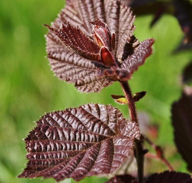 Hassel, rödbladig, 'Rote Zellernus'