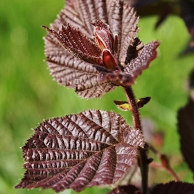 Hassel, rödbladig, 'Rote Zellernus'