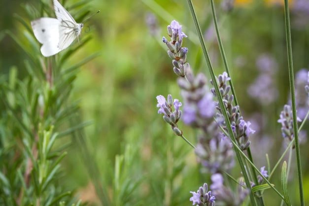 Lavendel 'Munstead'