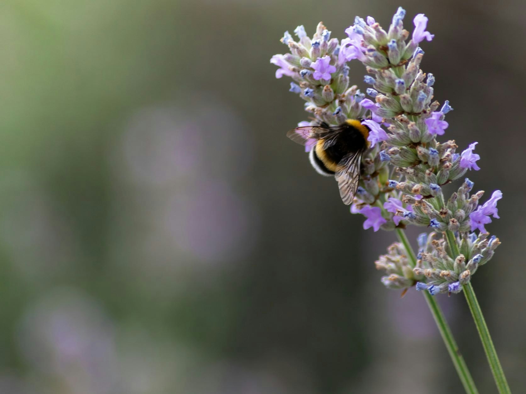 Lavendel 'Munstead'