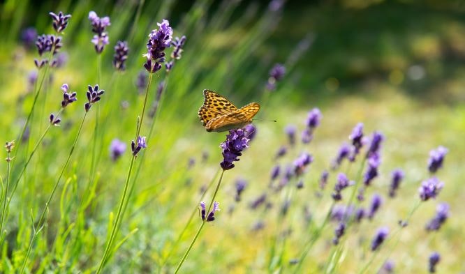 Lavendel 'Hidcote'