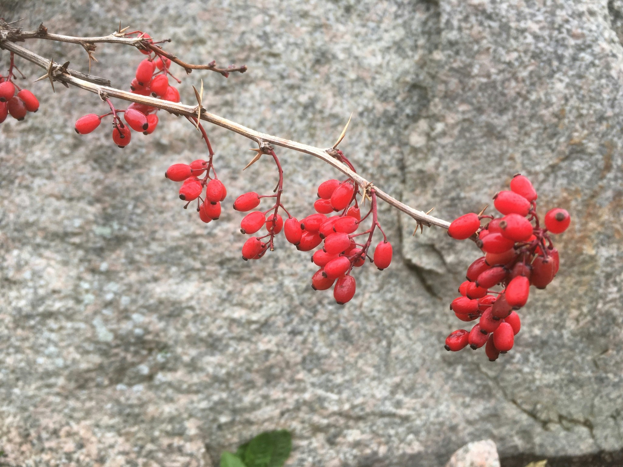 Koreansk berberis 'Rubin'