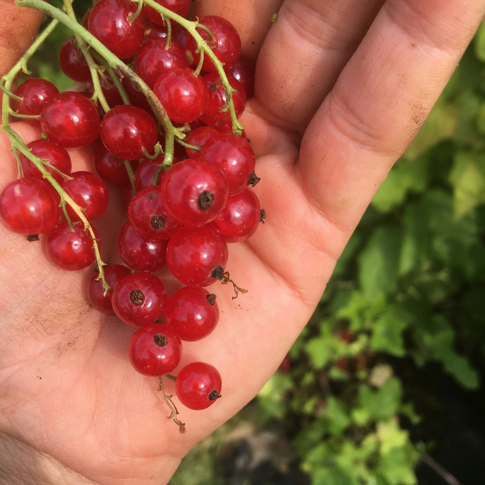 Röda vinbär 'Jonkheer van Teets'