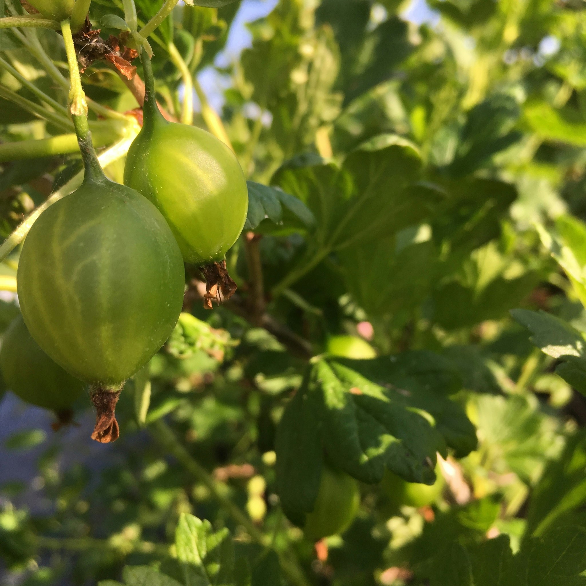 Krusbär 'Stadsrådet von Ehrenheim'