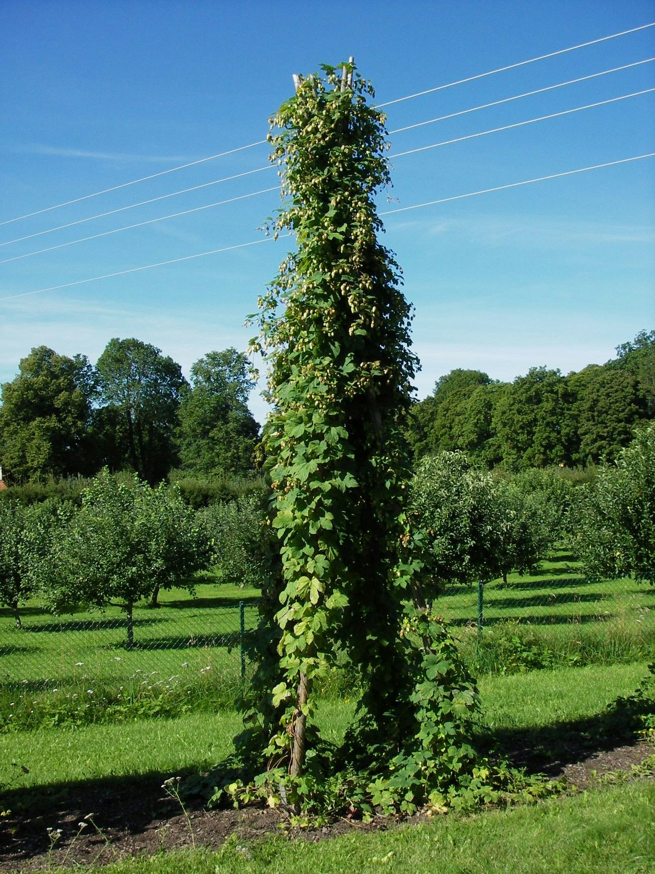 Ölhumle 'Hulla Norrgård' (SWE 4)