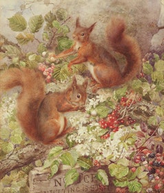 Spånbarkshickory 'Fayette'