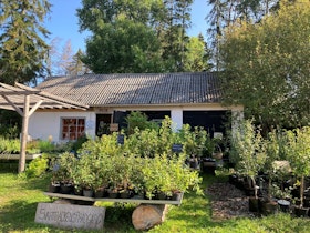 Svarta vinbär 'Titania'