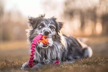 Bella - Elastisk Chuckit Breathe-kampis L med kanin