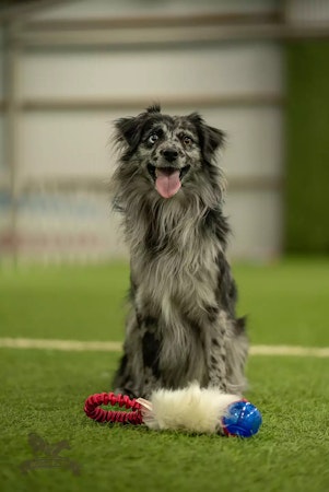 Dixie - Elastisk fickkampis fårskinn med KONG Squeezz pipboll