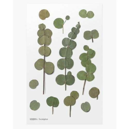 PET Stickers World Craft - Eucalyptus
