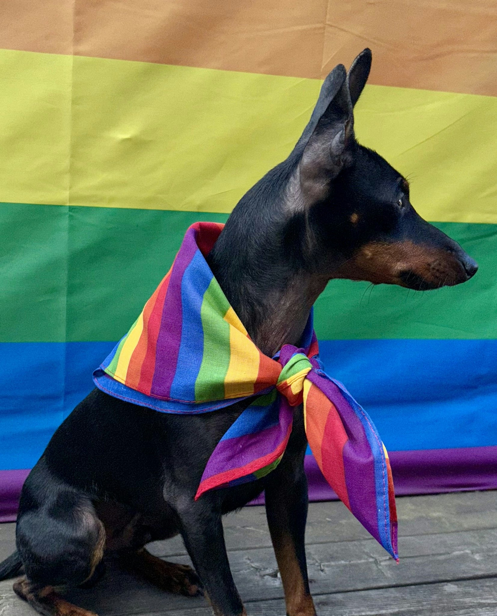 Snusnäsduk PRIDE - små ränder