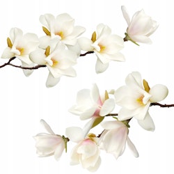 Väggklistermärke vita magnolior