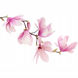 Väggklistermärke rosa magnolior