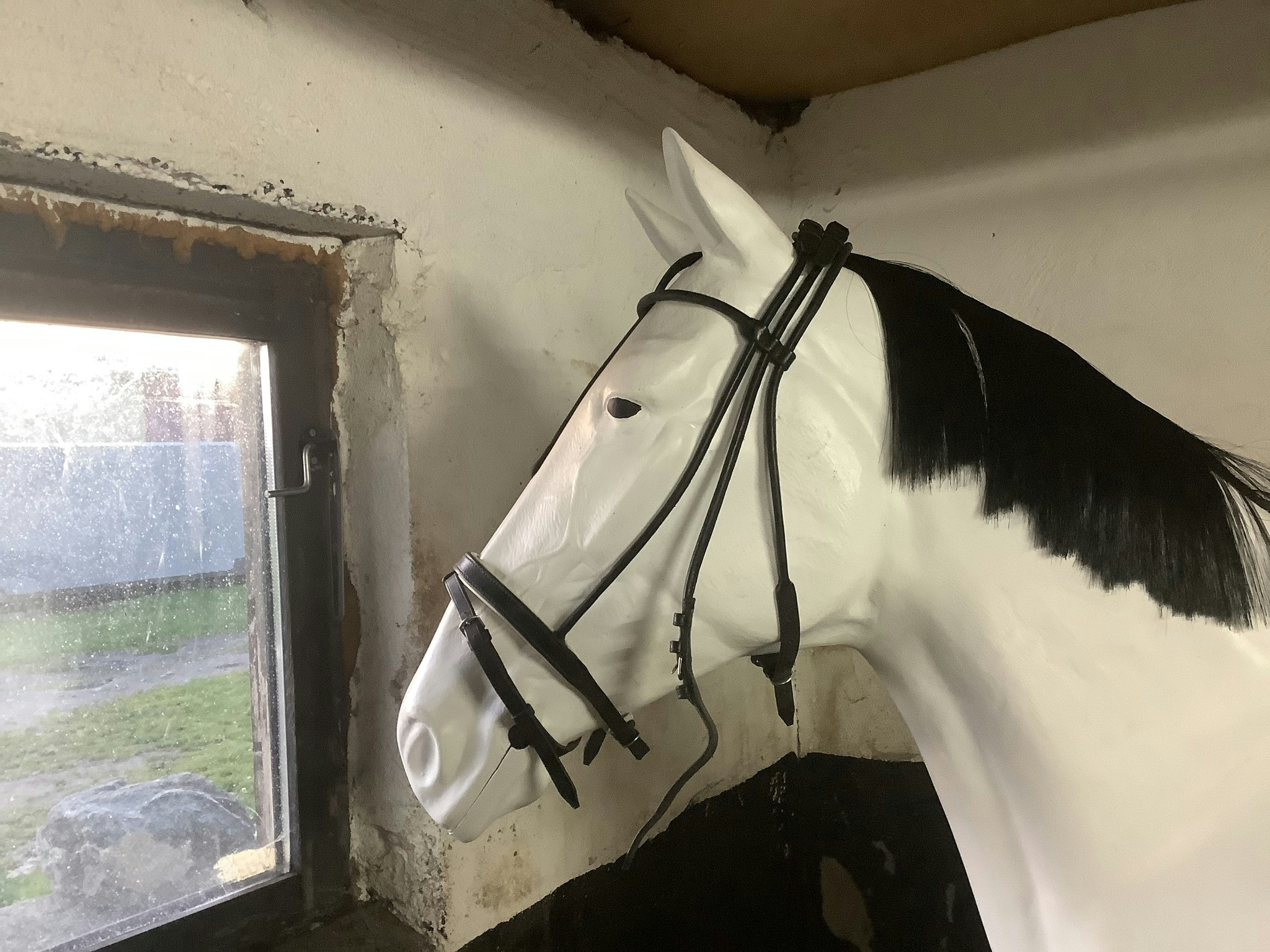Träns cob/f,svart