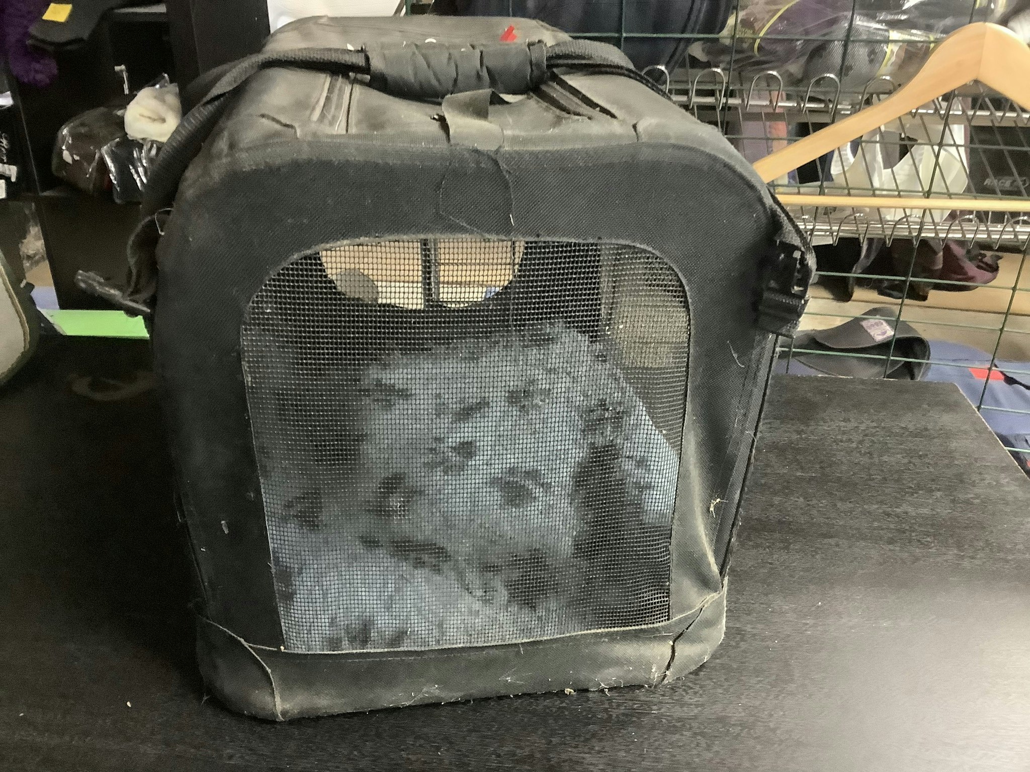 Kattbur,dogman,svart