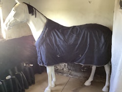 Horseware stalltäcke 145 cm,ca 50 gr,nytt