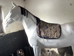 Equiline schabrak,mönstrat,hopp,p