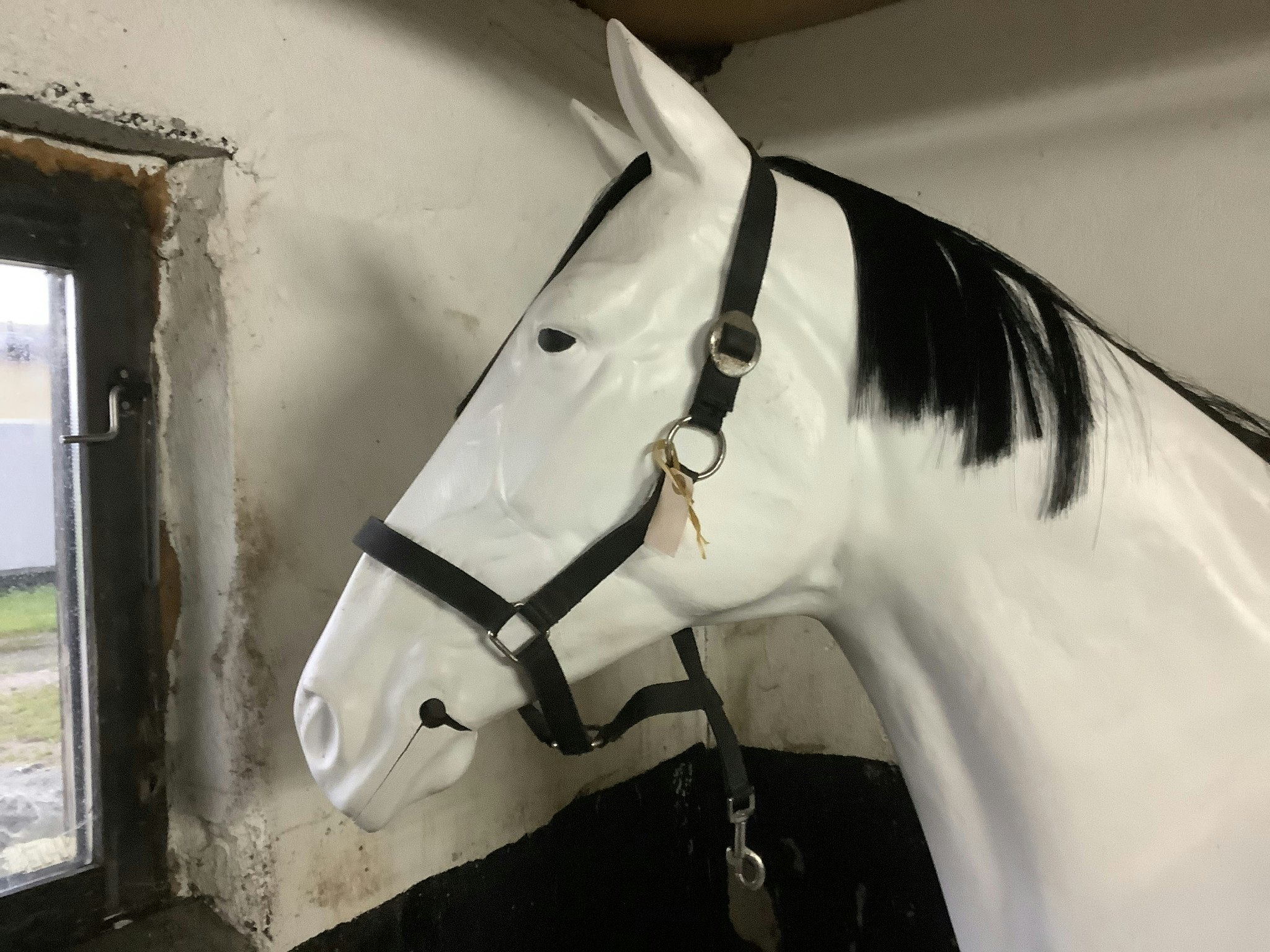 Grimma svart cob