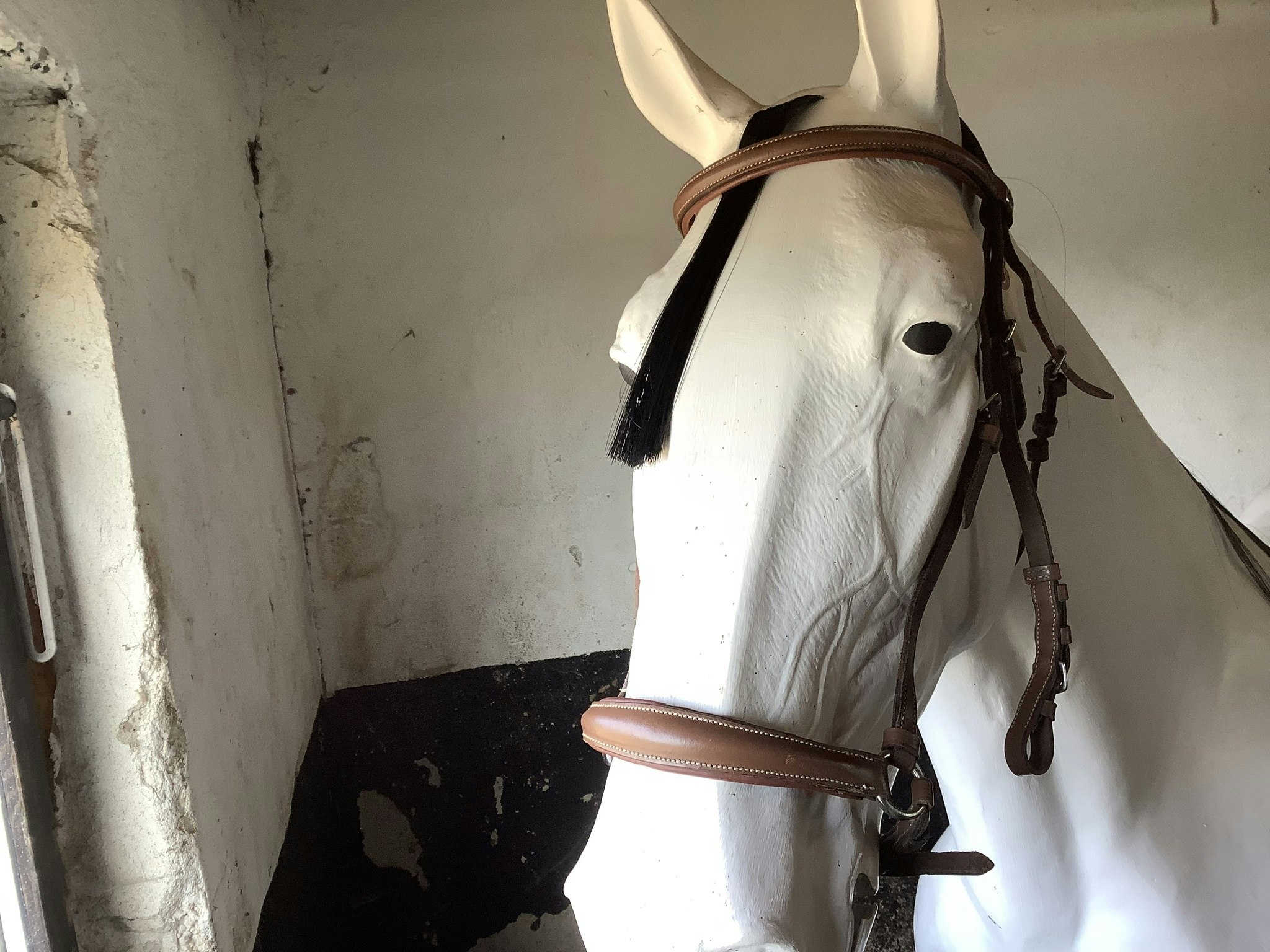 CH träns brunt cob