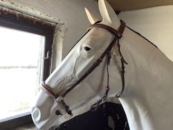 CH träns brunt cob